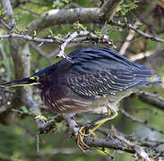 Green Heron