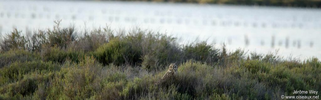 Hibou des marais