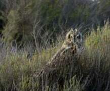 Hibou des marais