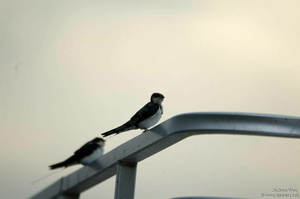 Wire-tailed Swallow