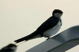 Wire-tailed Swallow