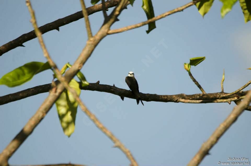 White-headed Saw-wing