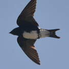 Hirondelle à ventre blanc