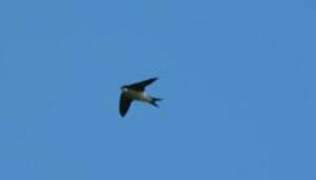 Western House Martin