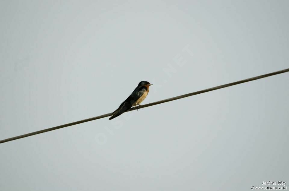 Angolan Swallow