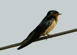 Angolan Swallow