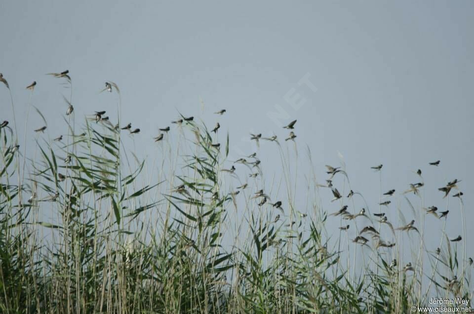 Sand Martin