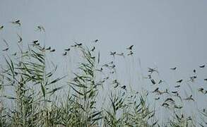 Sand Martin