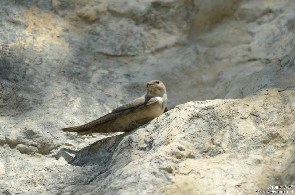 Hirondelle de rochers