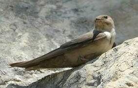 Eurasian Crag Martin