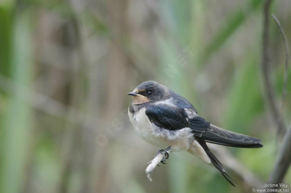 Hirondelle rustique