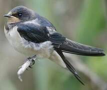 Barn Swallow