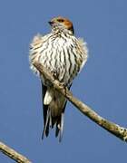 Lesser Striped Swallow