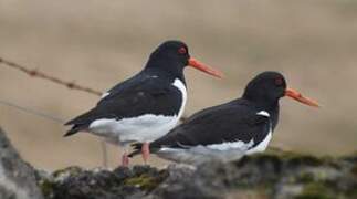 Eurasian Oystercatcher