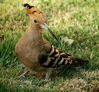 Eurasian Hoopoe