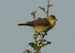 Melodious Warbler