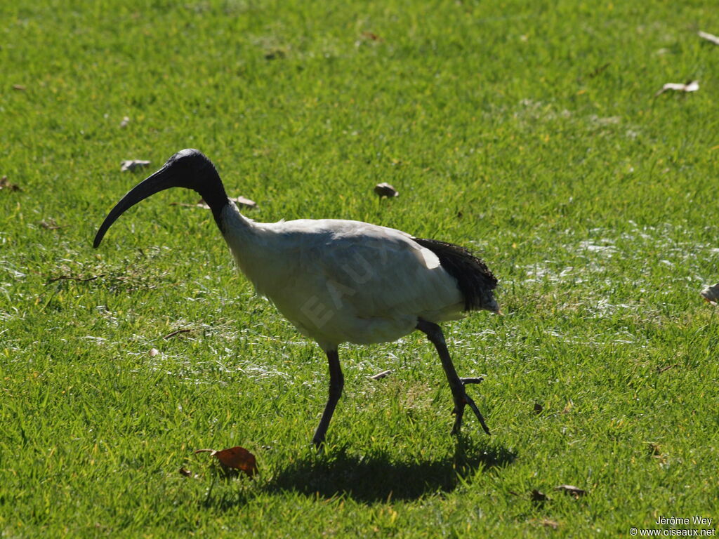 Ibis à cou noir