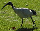 Ibis à cou noir