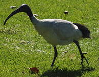 Ibis à cou noir