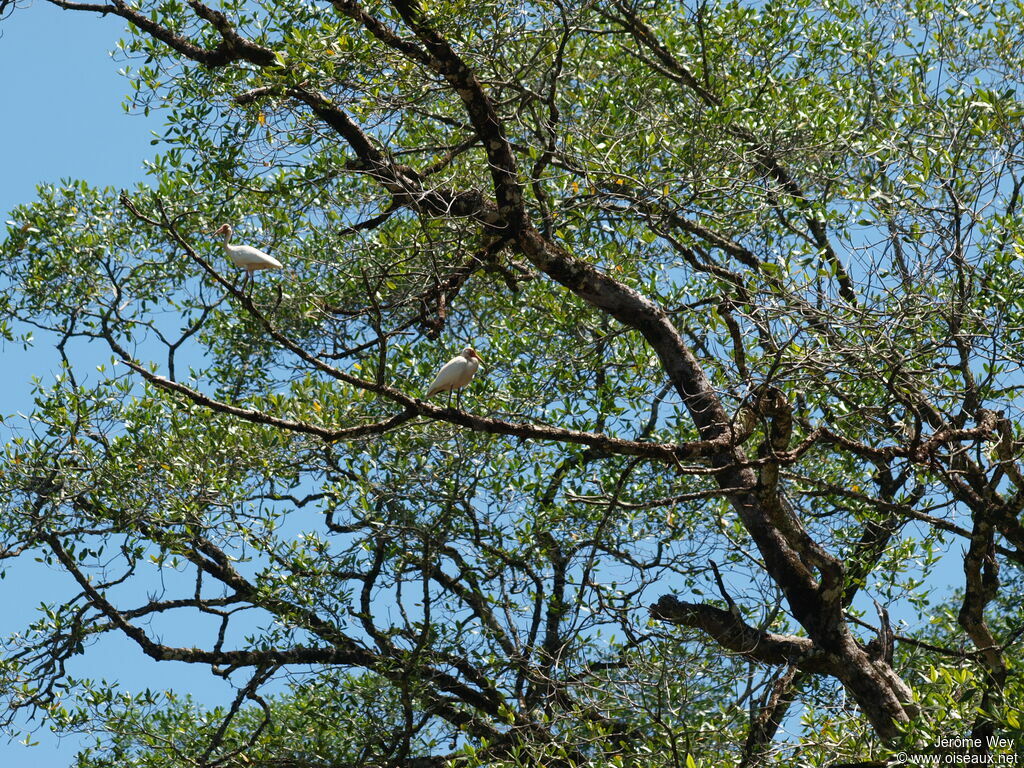 American White Ibis