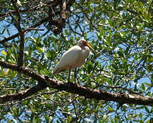 American White Ibis