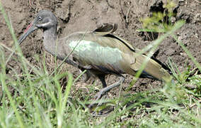 Hadada Ibis