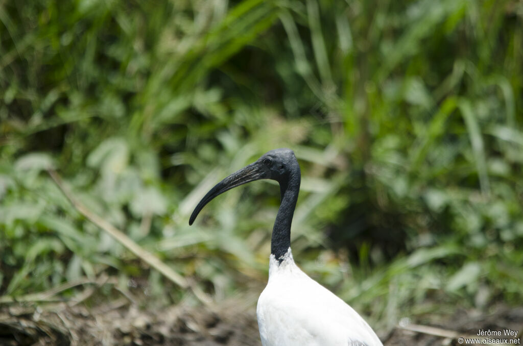 Ibis sacré