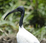 African Sacred Ibis