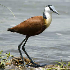 Jacana à poitrine dorée