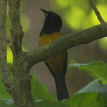 Oriole de Montserrat
