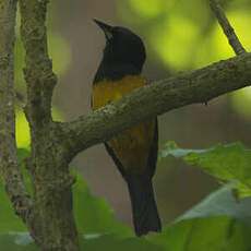 Oriole de Montserrat