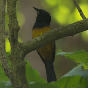 Oriole de Montserrat