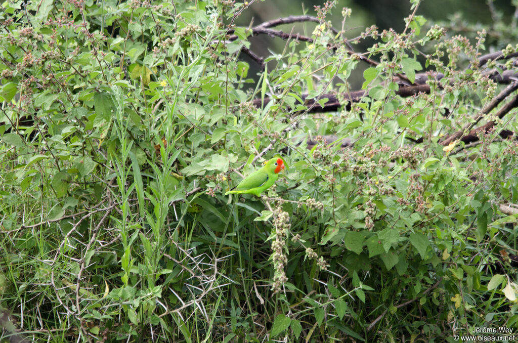 Red-headed Lovebird