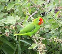 Red-headed Lovebird