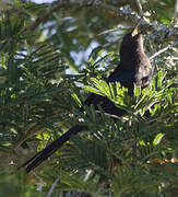 Common Scimitarbill