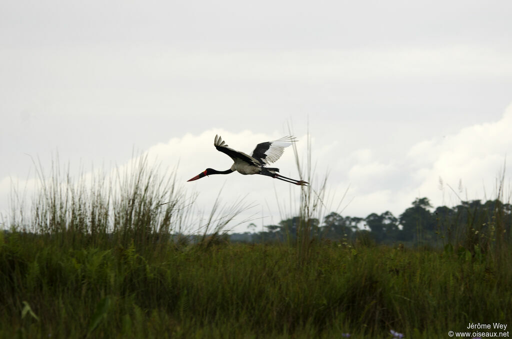 Jabiru d'Afrique