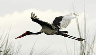 Saddle-billed Stork