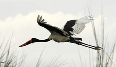 Jabiru d'Afrique