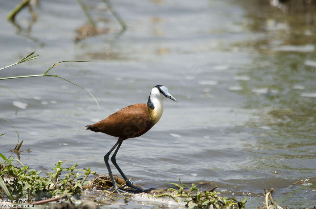 Jacana à poitrine doréeadulte, identification