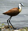 Jacana à poitrine dorée