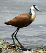 Jacana à poitrine dorée