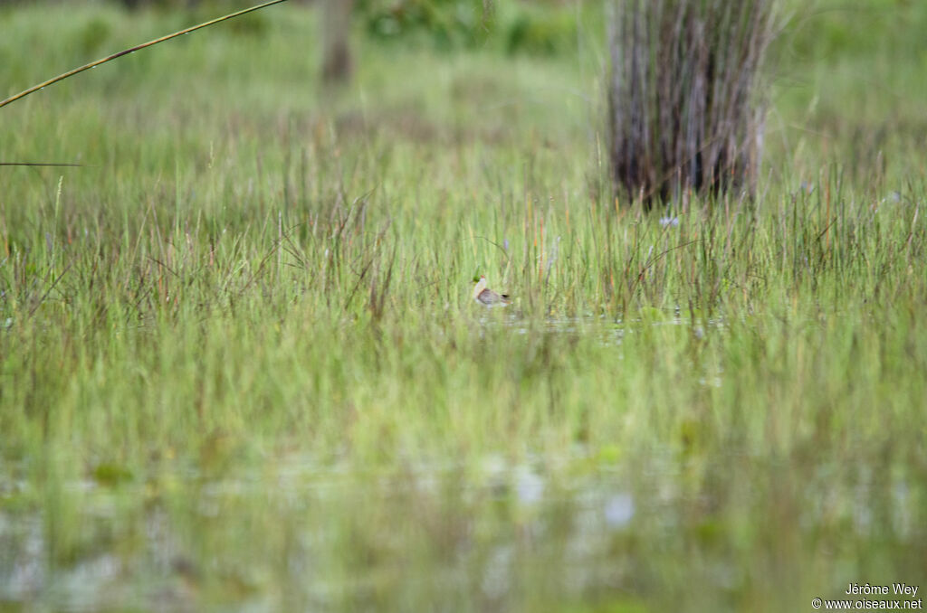 Jacana nain