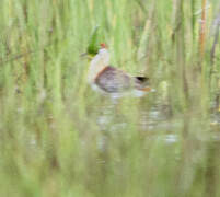 Lesser Jacana