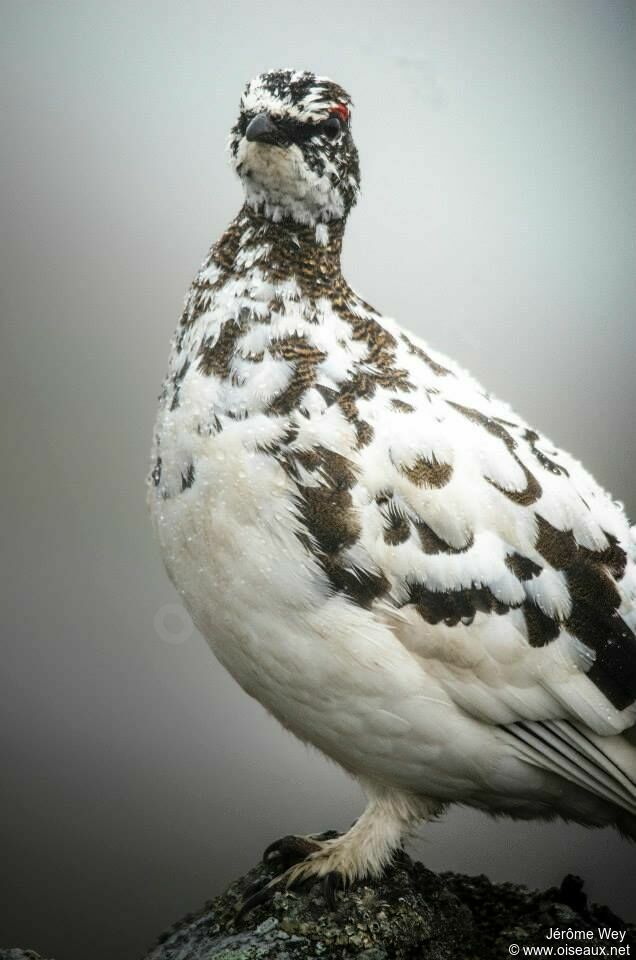 Rock Ptarmigan