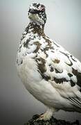 Rock Ptarmigan