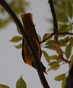 Black-hooded Oriole