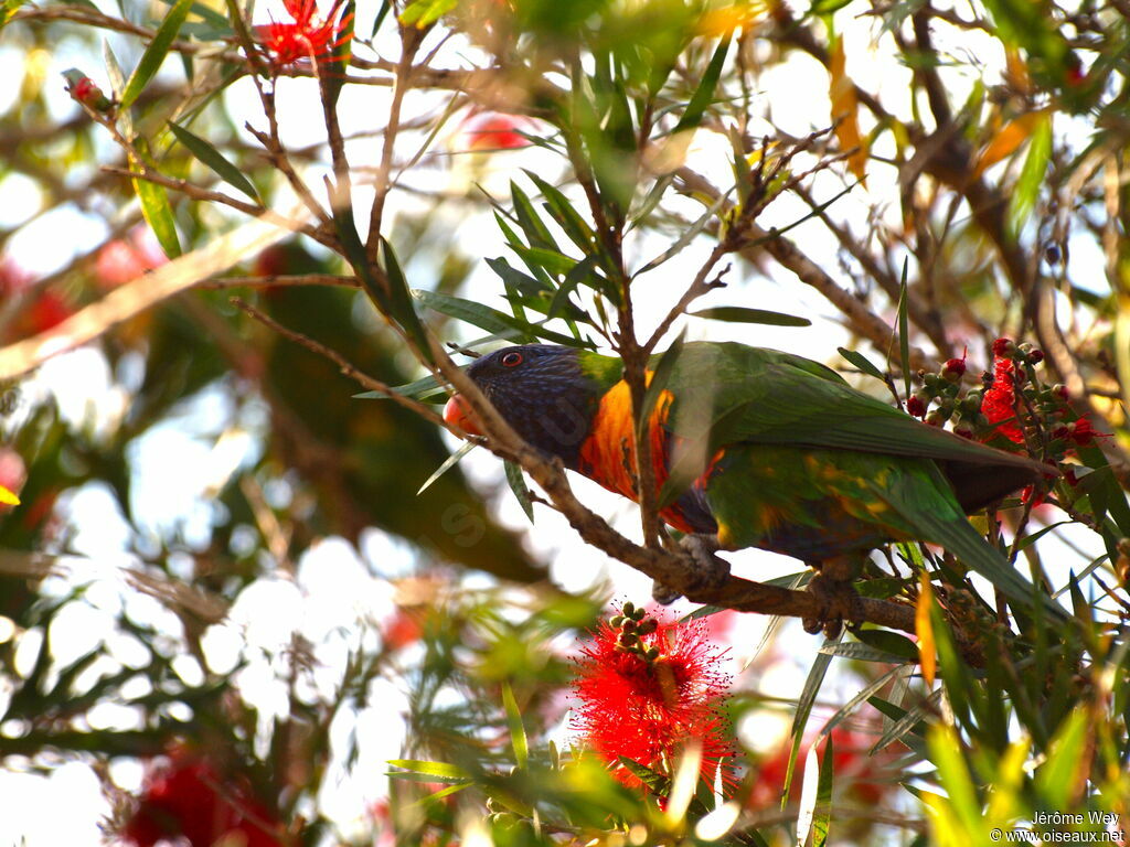 Coconut Lorikeet