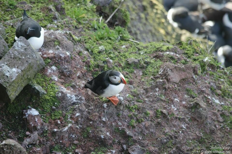 Atlantic Puffin