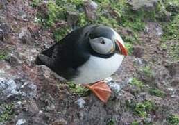 Atlantic Puffin