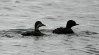 Common Scoter